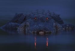 sixpenceee:  Glowing eyes of an alligator at dusk. (Source)