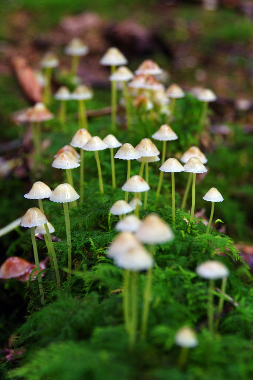 Tiny mushrooms by pentars