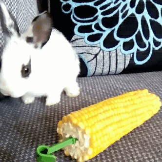 In compliance with the ‘Share your Bunny Tumblr laws,’ here is Pie, for your amazing blog 🐇 😘  @pickle-pippa has the cutest bun. That little hop though!