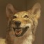 boyote
