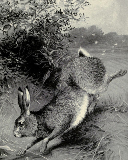 The hare: National history - 1896 - via Internet Archive
