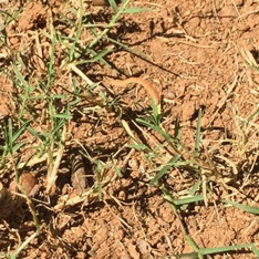 *Feeling kind of sad and depressed goes outside to sit down for fresh air and looks down to see an inch worm freaking out next to me..*Me:… hey new friend, want a leaf to climb on?*places leafs around him as he excitedly crawls over over them*