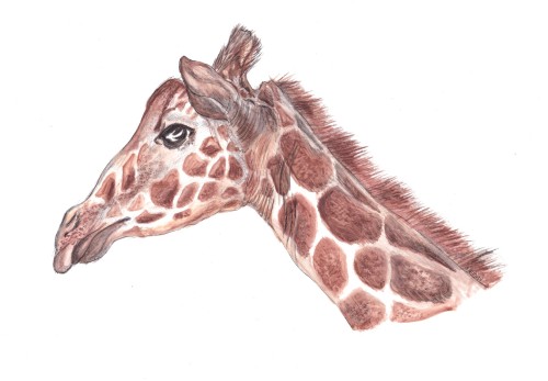 Giraffewaterolour pencil and pen