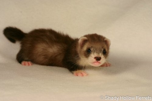 cedrwydden:@kotaplez Some baby weasels, stoats, and ferrets to make you feel better.