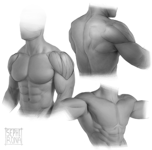 More deltoid assignment studies with bonus review of the other muscles since I want to know what the