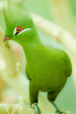 animalics:  Green Turaco (x-post from r/Birdpics)