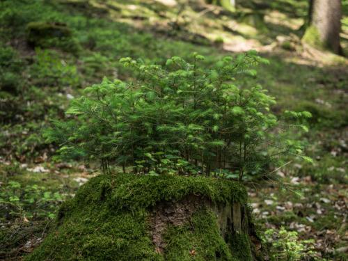 florianpainke:17/06/03-60 – little forest within the forest