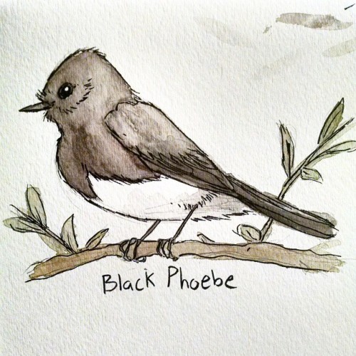 Black phoebe. Done with watercolor and Kuretake brush pens. I love these little birds. They are all 