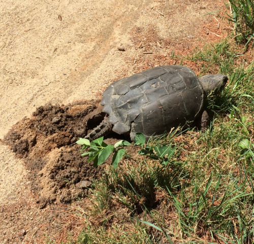 northeastnature:It’s the season for turtles laying eggs! Here’s a regal common snapping turtle (Chel