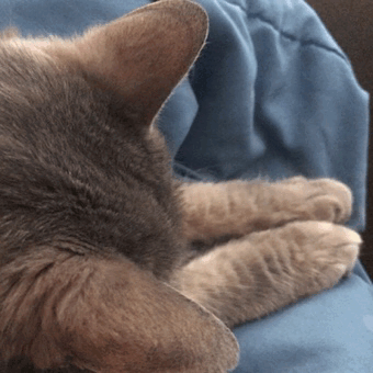 lay-some-hate:  gunthatshootsennui:  Her paws twitching in her sleep.  Lovely little bean qwq