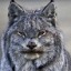 that-lynxsy