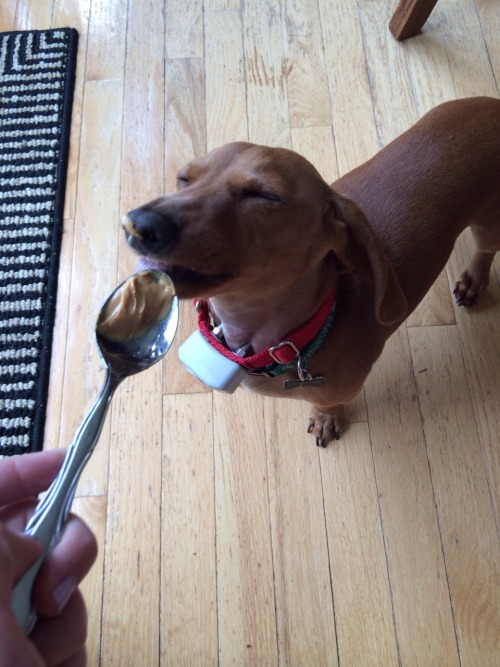 biggiethedachshund:This is what pure bliss looks like