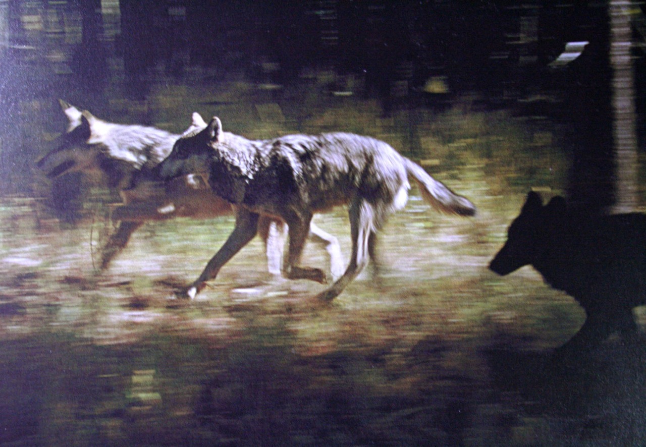 wolveswolves: Gray wolves (Canis lupus) by Jim and Jamie Dutcher ...