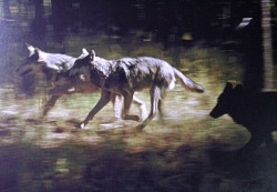 wolveswolves:  Gray wolves (Canis lupus)