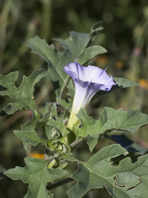 seed pod