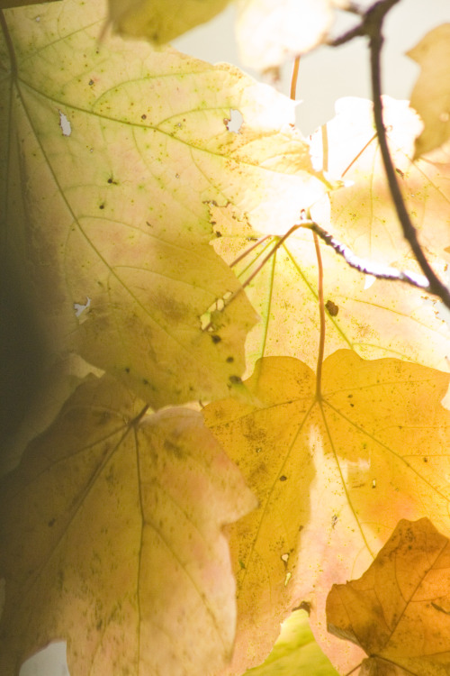 holliehainesphotos:  First Day of Fall Photo was taken by HollieHainesPhotos 