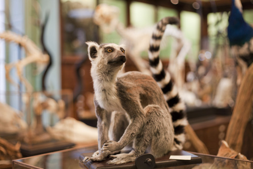 indefenseofart:One of my absolute favorite places in Paris: Deyrolle, a modern day Wunderkammer just behind Musée d’Orsay on the left bank. It was first established in 1831 by Jean-Baptiste Deyrolle from a passion for natural history and entomology