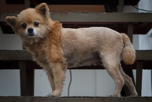 Porn Scrawny pomeranian with an identity crisis… photos