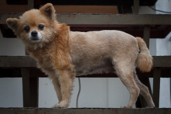 A scrawny Pomeranian with an identity crisis