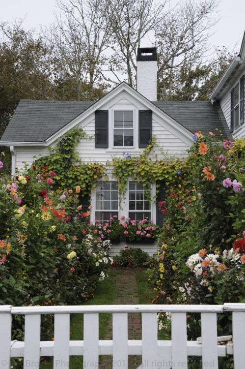 Garden location: Edgartown, Massachusetts, on the bougie island of Martha’s Vineyard. USD