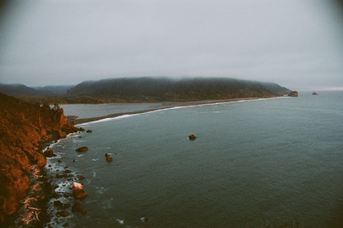 annaehrgott:  Redwood coast 