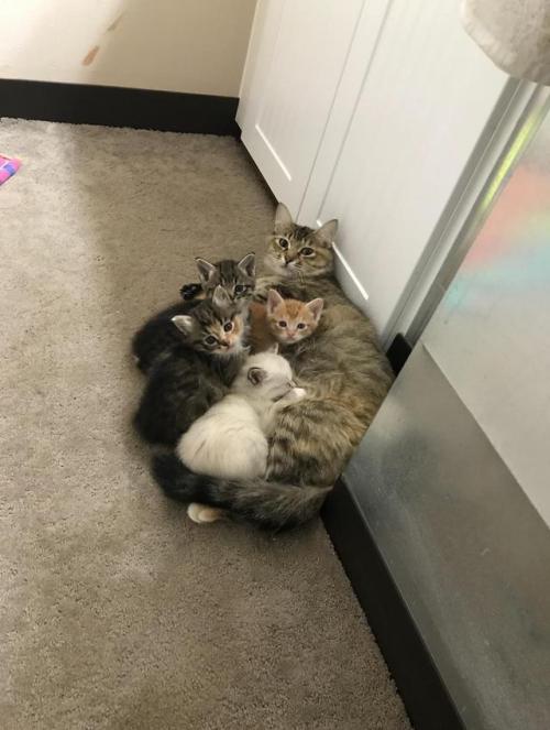 catsoverloaded:The white one is always sleeping