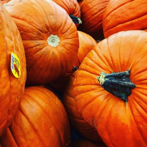 ‘Tis the season. #bedford365 #bedfords365 #pumpkin #pumpkins #orange #halloween #october #stems #ste