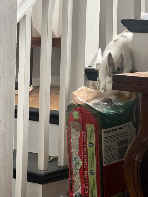 I Figured Out Why She Decided To Suddenly Learn To Climb The Steps. Shes A Hungry Hungry Rabbit.