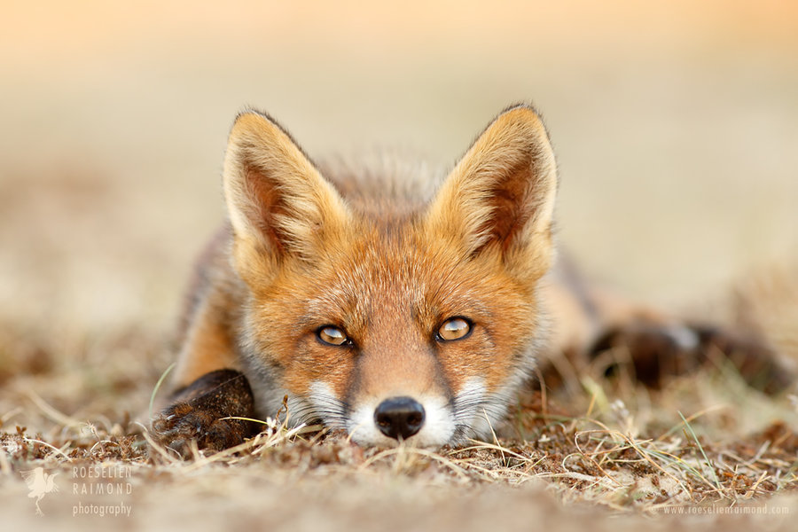 What Does The Fox Think? by thrumyeye 