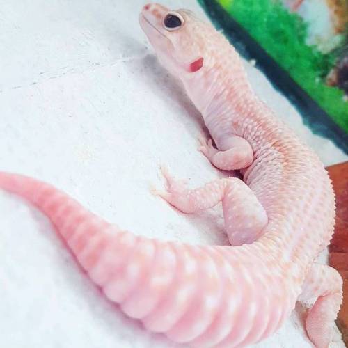 gloomygemgrotto: She thicc.