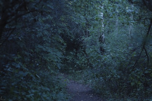 buron: Moseley Bog Between Seasons (iii) ©sydburon - September ‘15