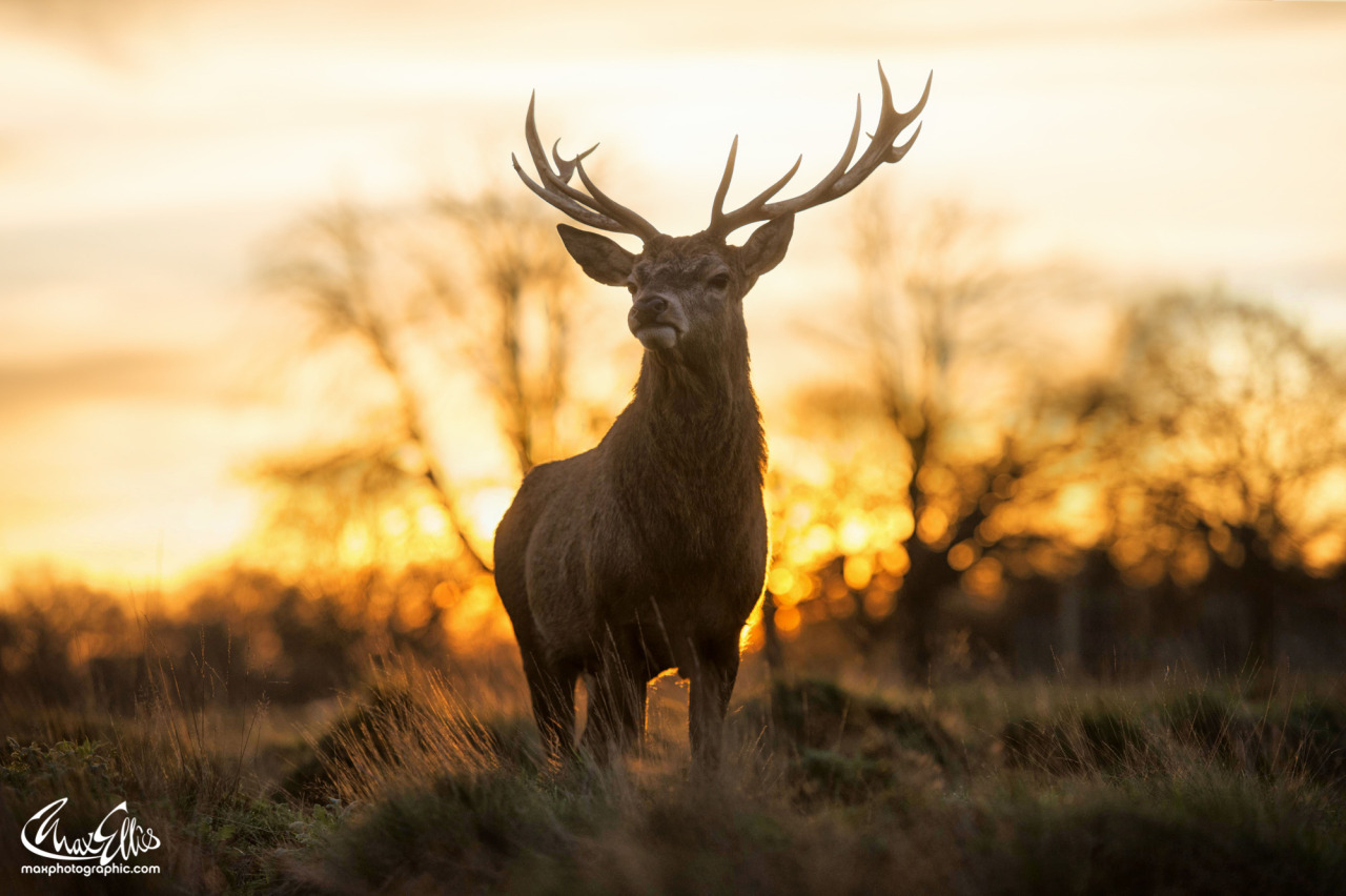 photos-worth:  Fire Storm, by maxellis  A blazing dawn 