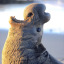 canadian-geese-are-friends