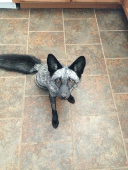 solidgoldleg:  maythefoxbewithyou:  Sometimes when I’m having a bad day, all it takes is a quick stop at home for lunch. When I get to see this fluffy fox face greeting me at the door, my problems at work don’t seem so bad anymore!  I WANT A FOX SO