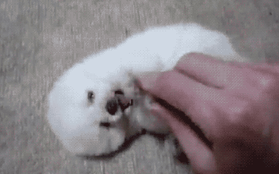 awwww-cute:  Not sure it gets much cuter than this 