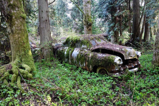 since-the-900s:  You know whats one of my favorite aesthetics?  Nature taking over abandoned places  Hauntingly beautiful 