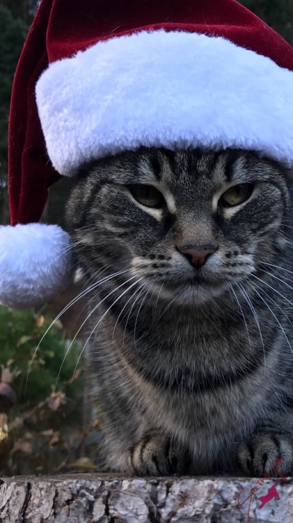 samirafee:#CRÜMEL♥️♥️♥️SANTA’s gone back home but he left his hat for ME…giggle(^｡^)@samirafee