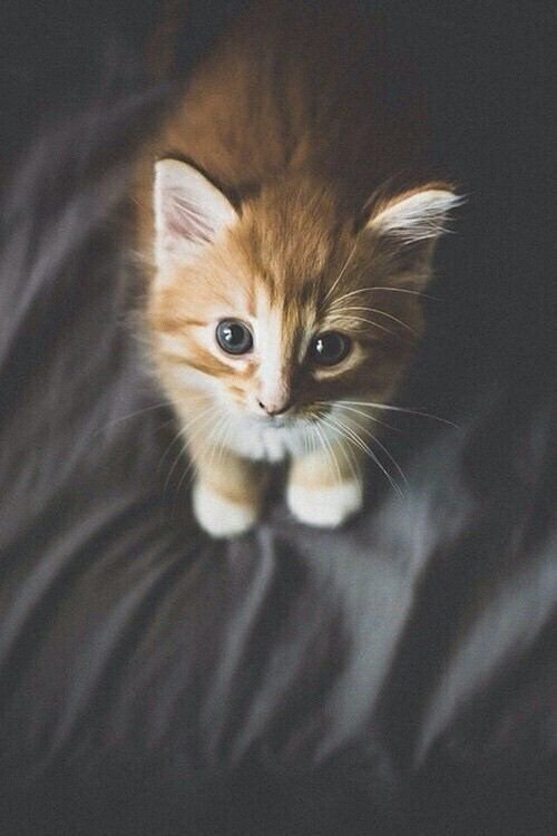 chubbycattumbling:  Cute yeah