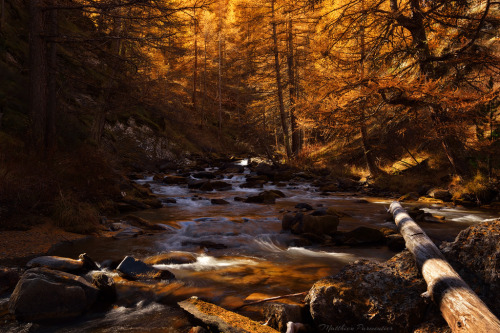 dailyautumn:  The golden canyon by matthieu-parmentier