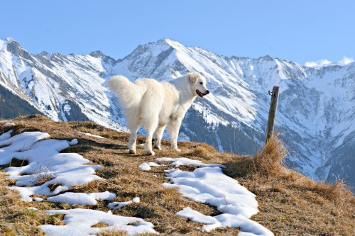 Come on, it’s time to go. by balu51 // Kuvasz