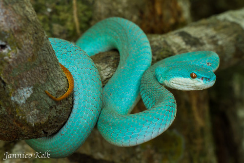 lovingexotics: Blue Phase White-Lipped Viper Trimeresurus Albolabris Source: Here