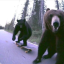 decently-fat-bear