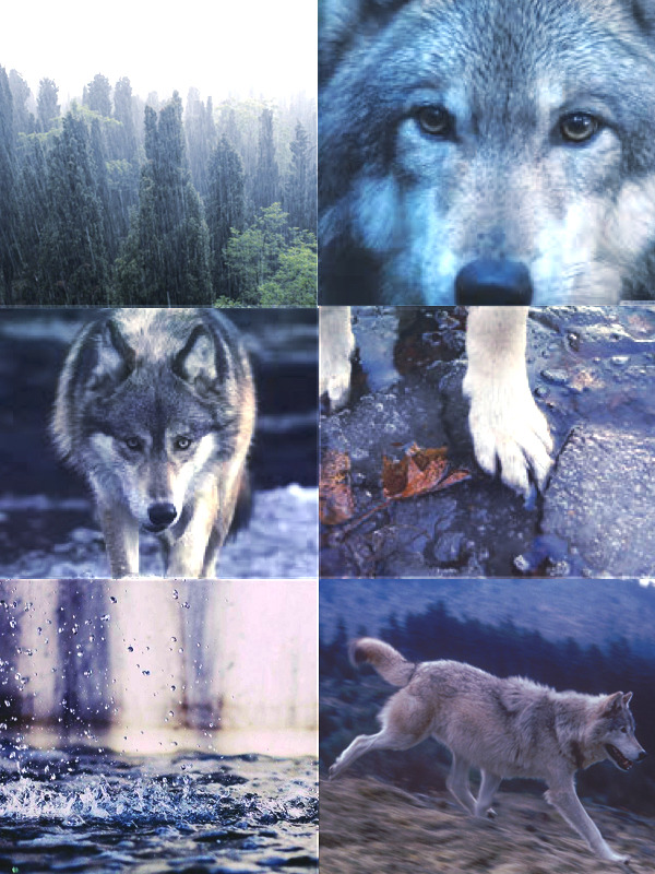 A Safehaven for Kin and Therian — [ Witchy Timber Wolf Therian