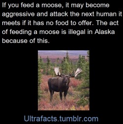 tianasweet:  vigaishere:  xdaringdamselx:  ultrafacts:  Source: http://www.adfg.alaska.gov/index.cfm?adfg=livewith.aggressivemoose  Follow Ultrafacts for more facts  king-tam    I grew up in Alaska and I remember trying to give a moose some bread but