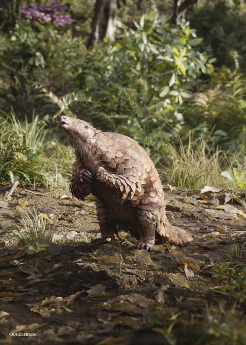 Pangolin Fun Fact Pangolins have very long front claws they use for eating, so they often walk on th