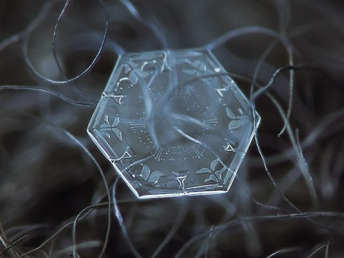 Porn Pics  Micro-photography of individual snowflakes