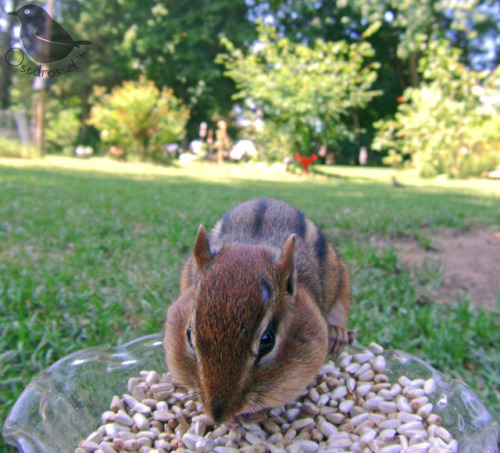 ostdrossel:Putting the camera on the ground always means that critters will stop by too. I noticed t