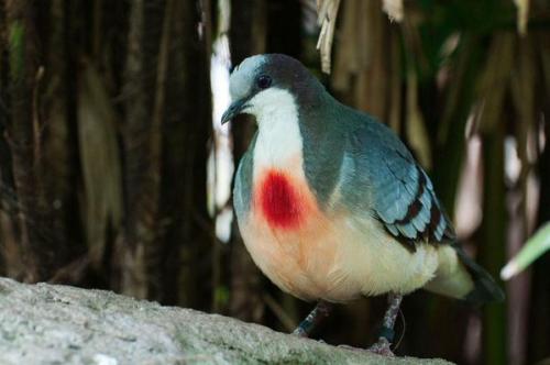 aanimalario:Luzon Bleeding-Heart (Gallicolumba luzonica)