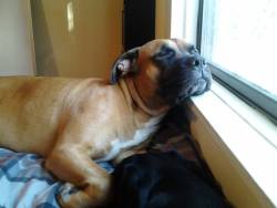 handsomedogs:  Teddy Mae, my baby girl. She fell asleep watching out the window