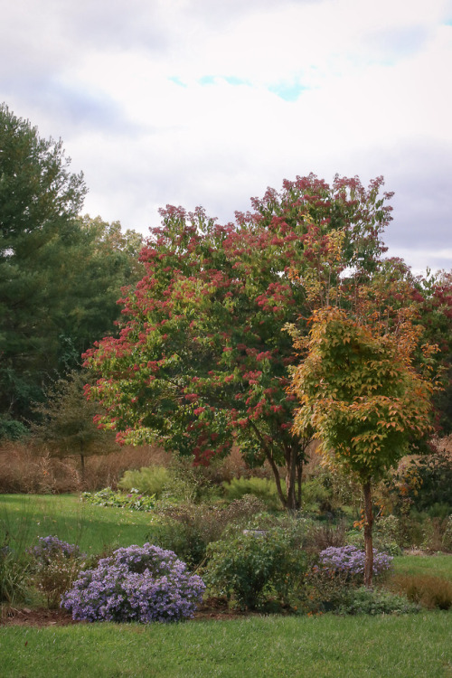 The season closing in and still there are flowers to set off the burnished foliage of autumn.  Raydo